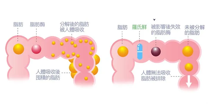 羅氏鮮 Orlistat 抑制脂肪酶分解脂肪之原理示意圖